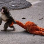 Japanese Viral Monkey