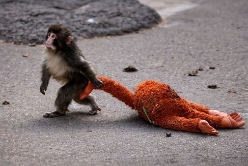 Japanese Viral Monkey