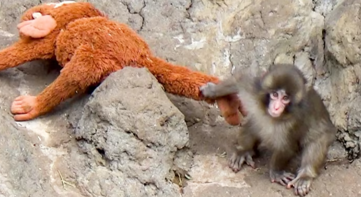 Japanese Viral Monkey